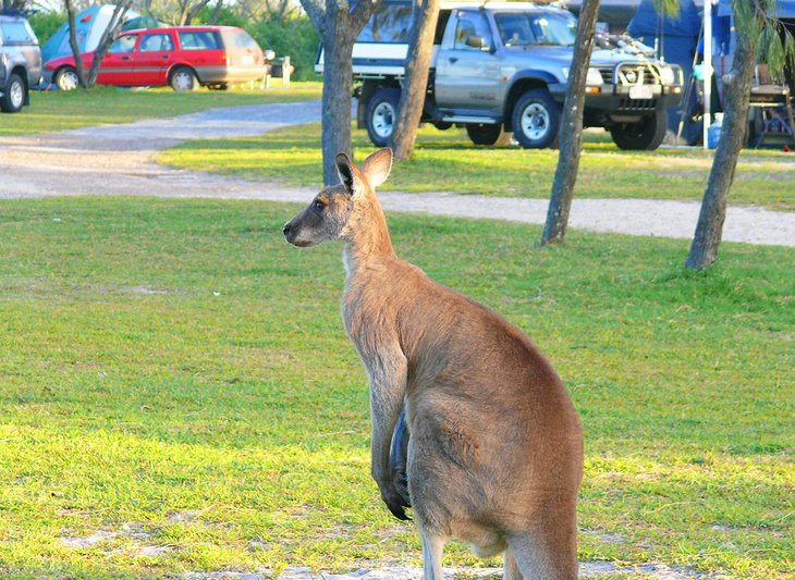 Kangaroo at the Noosa North Shore Beach Campground