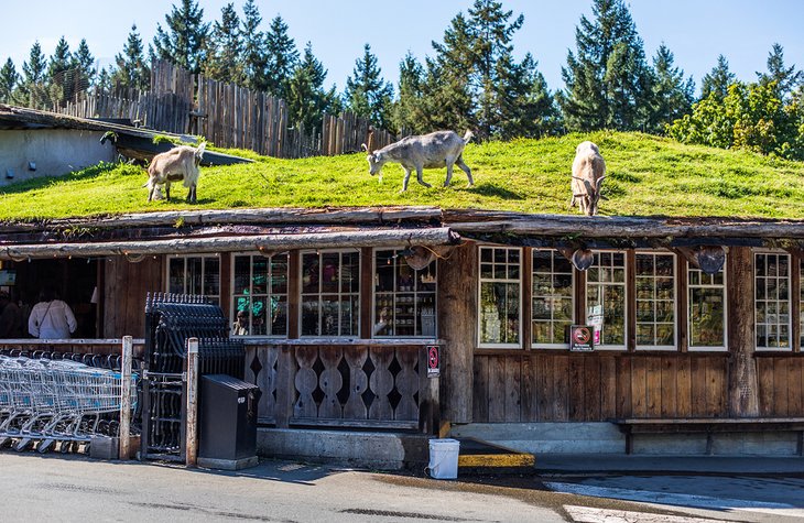 Goats on the roof in Coombs