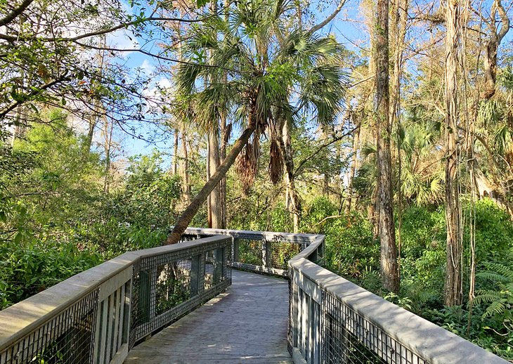 The boardwalk at Tall Cypress Natural Area
