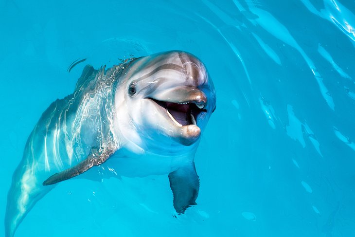 A curious dolphin