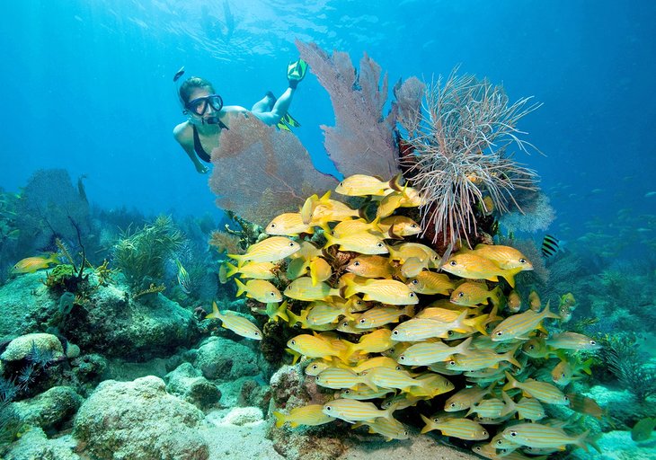 Snorkeler enjoying the Florida Keys National Marine Sanctuary