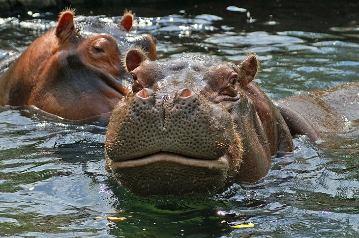 Hippos at the St. Louis Zoo