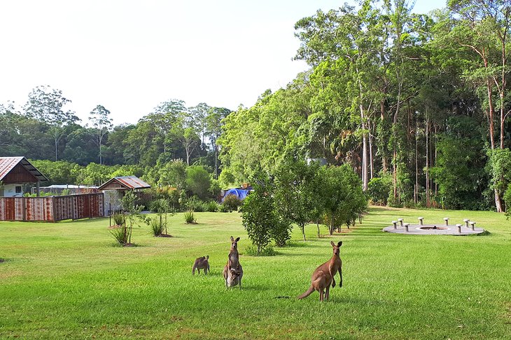 Kangaroos at Hidden Valley @ Gro Mad Plantations