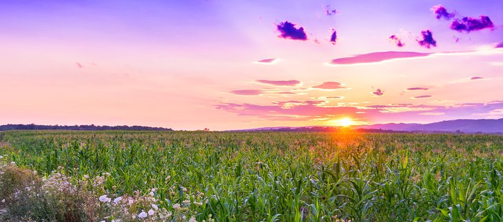 Sunset over a cornfield in Iowa