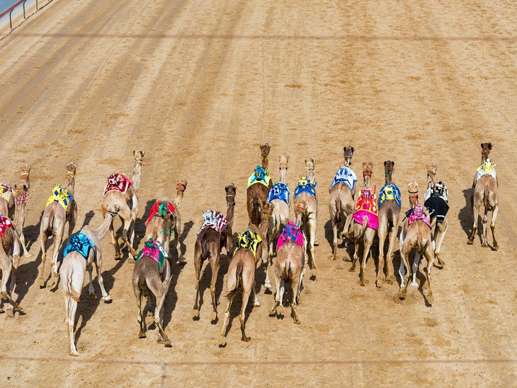 Camel race