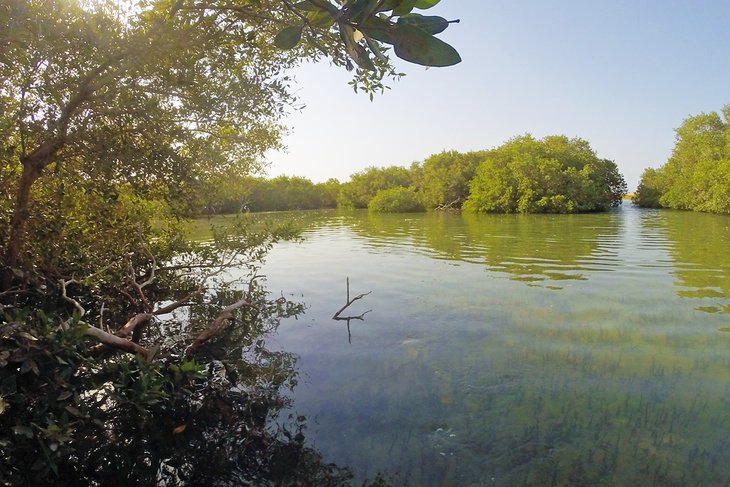 Mangrove forest scenery