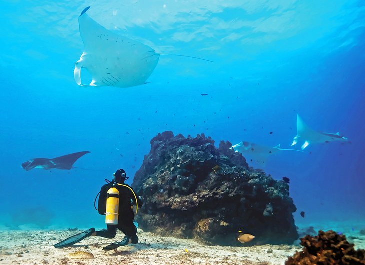 Diving with manta rays on Lady Elliot Island