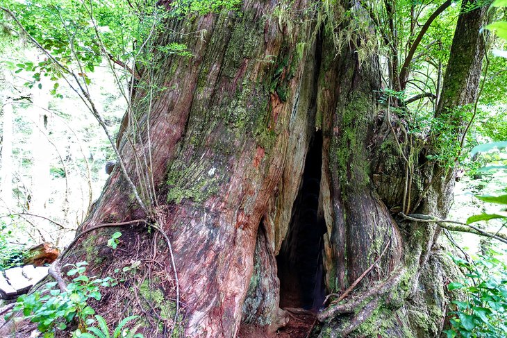 Giant cedar along the Big Tree Trail