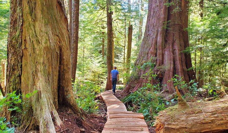 Eden Grove near Port Renfrew