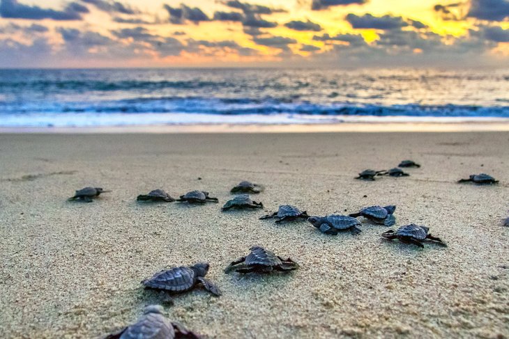 Baby sea turtles returning to the sea in Puerto Escondido