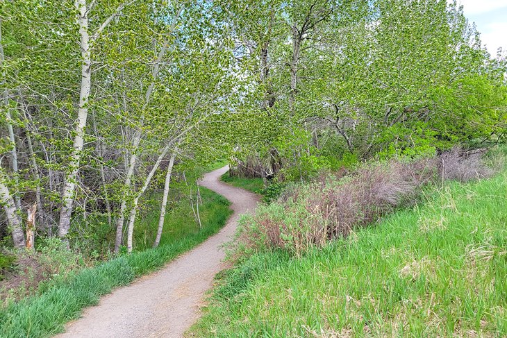 Trail leading through the trees at Glen Lake Rotary Park