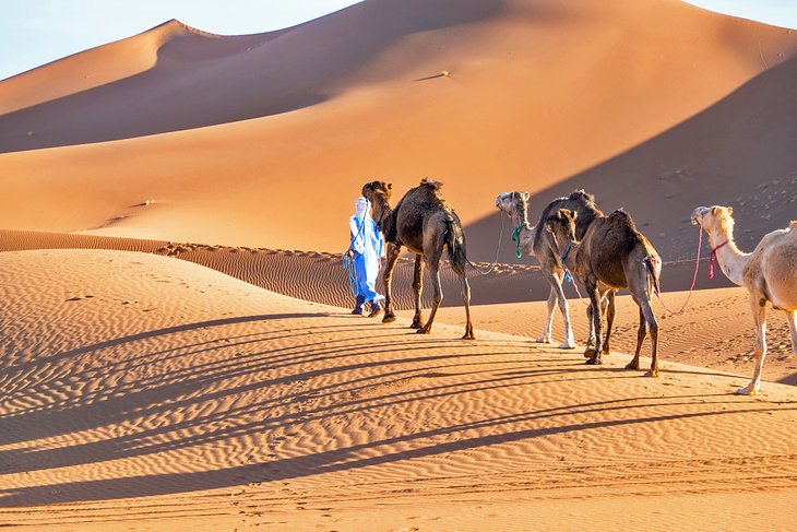 Camel trek in Erg Chigaga