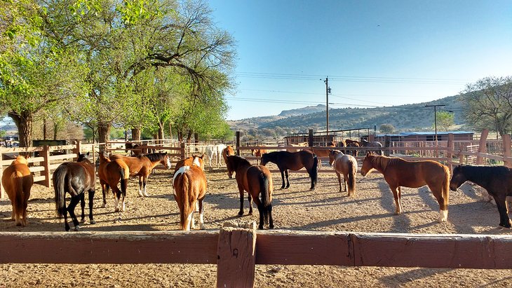 Horses at Prude Ranch