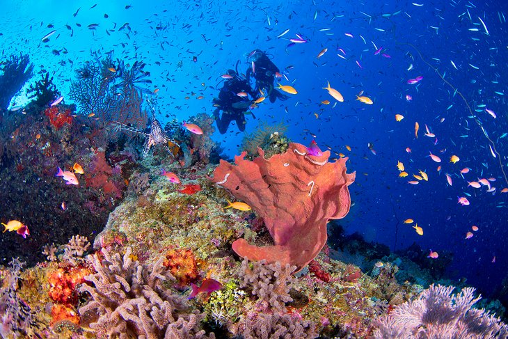 Divers enjoying the colorful Great Barrier Reef