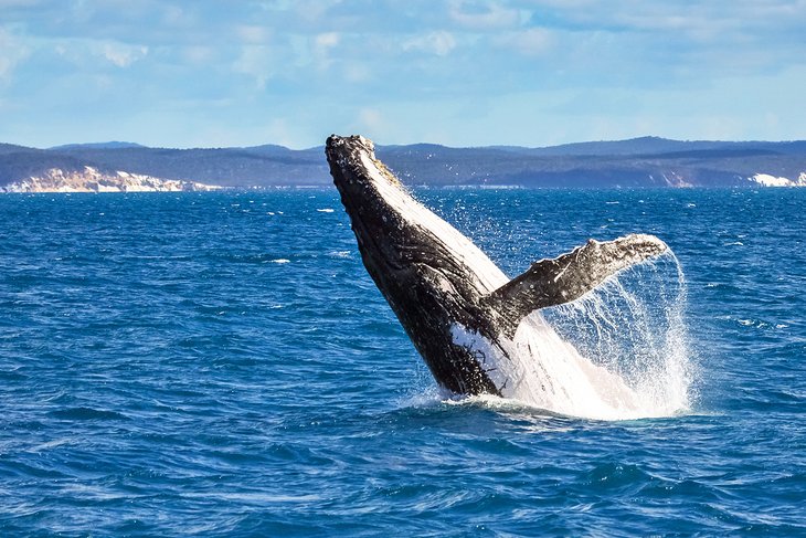Humpback whale off Hervey Bay, Queensland