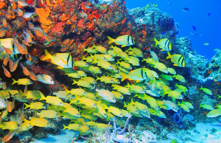School of Porkfish on a reef off Cozumel