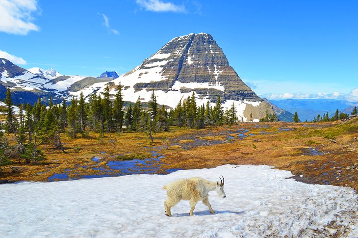 Mountain goat in Glacier National Park