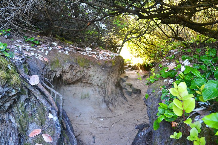 Hobbit Trail from Heceta Head Lighthouse