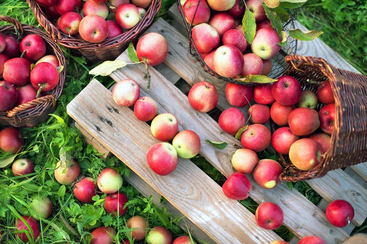 Fresh-picked apples