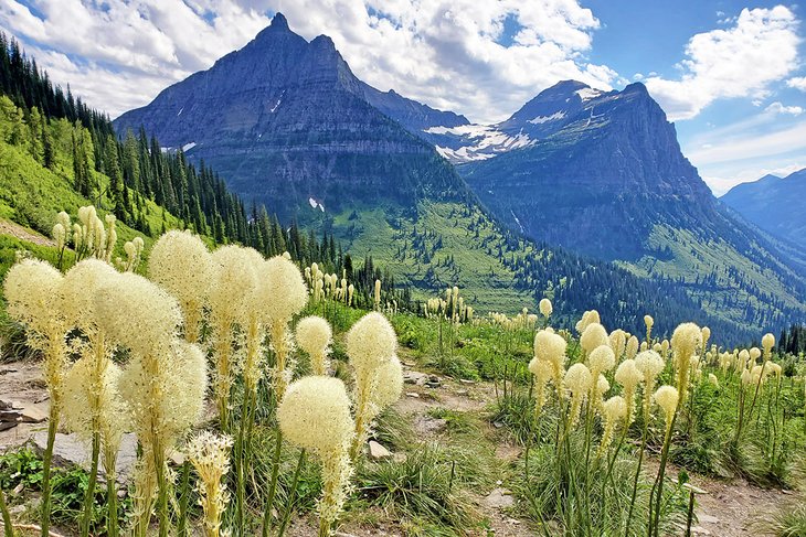 Beargrass and viewpoint along the Going-to-the-Sun Road