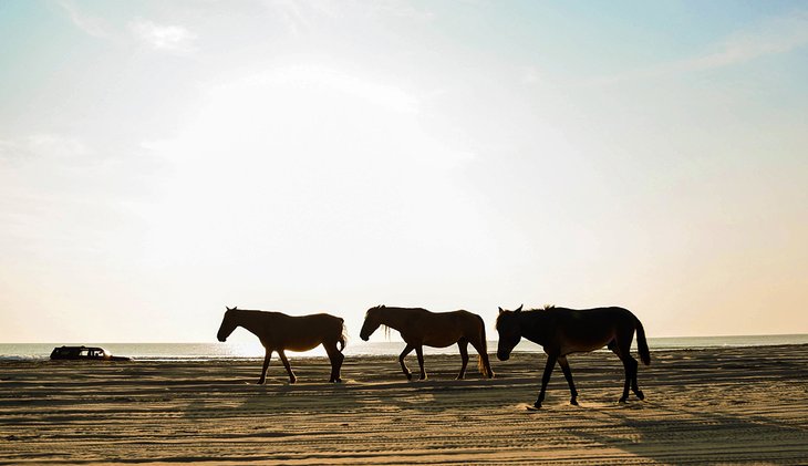 Silhouette of wild horses on Carova Beach, N.C.