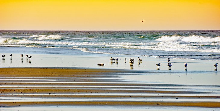 Birds on an Outer Banks beach in North Carolina