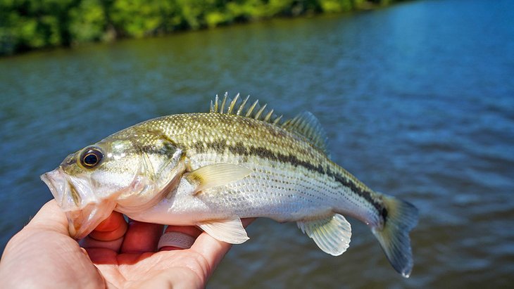 Bass caught in the Toledo Bend Reservoir