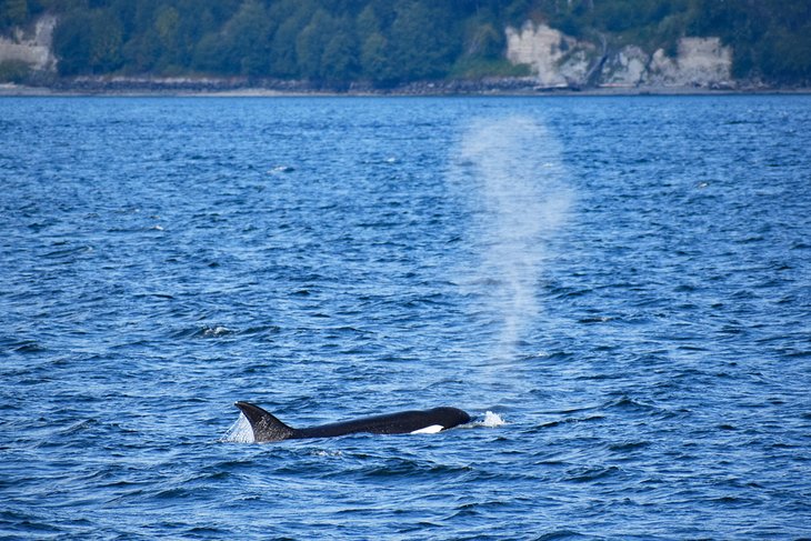 Orca spotted from the Puget Sound Express