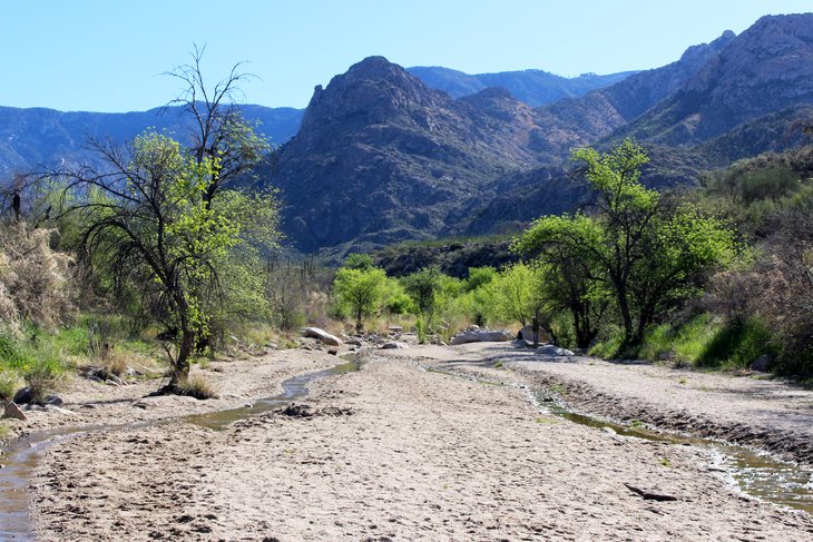 Spring in Catalina State Park