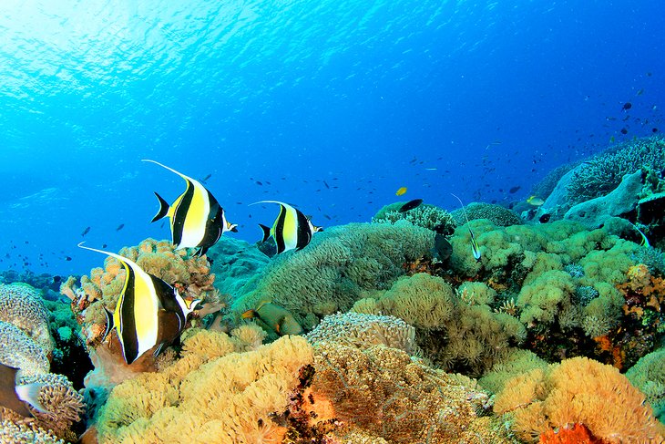 Moorish idol fish in the Great Barrier Reef Marine Park
