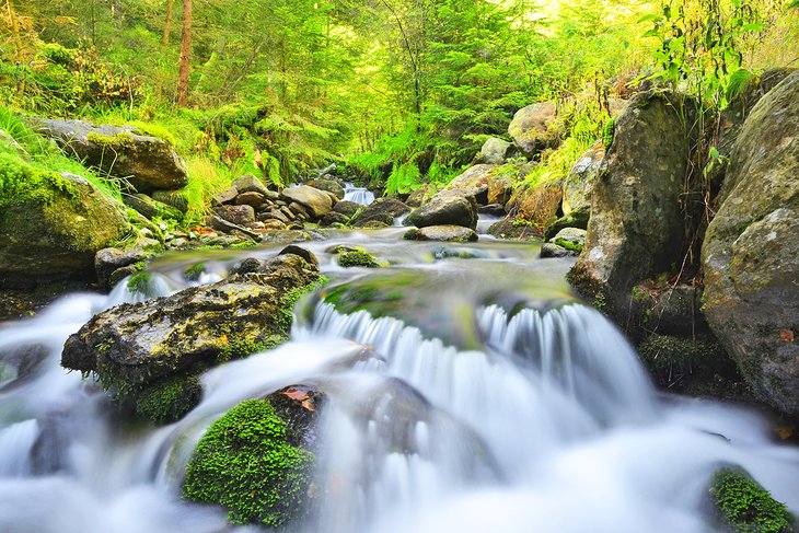 Creek in Šumava National Park