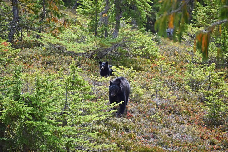 Black bears on the High Divide Trail