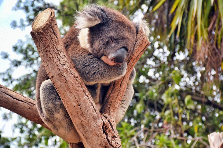 Koala at the Kangaroo Island Wildlife Park