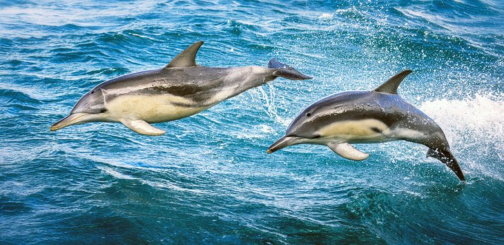 Popular dolphin tours depart from Queenscliff