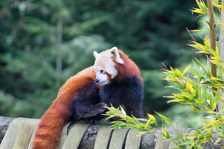 Red Panda at the Sequoia Zoo