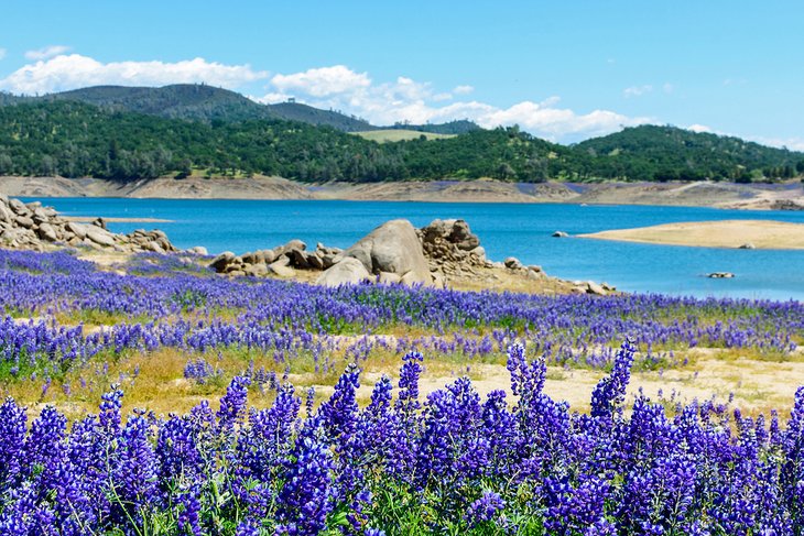 Lupines blooming along the shore of Folsom Lake