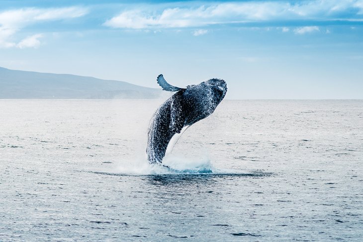 Whale breaching off Iceland