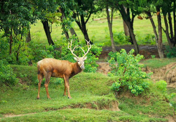 Bull elk in Elk State Forest, Pennsylvania