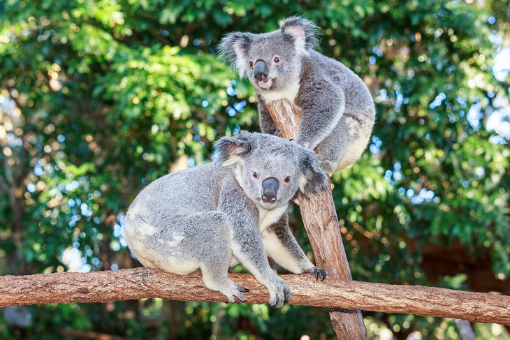 Koalas at the Currumbin Wildlife Sanctuary