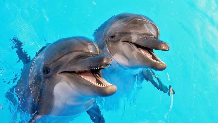 Happy dolphins