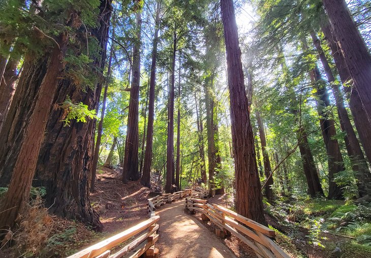 Redwoods at Pfeiffer Big Sur State Park