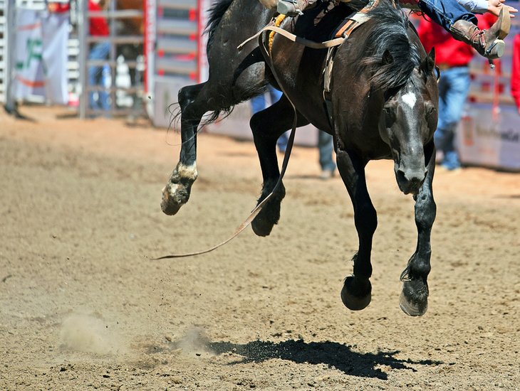 Calgary Stampede