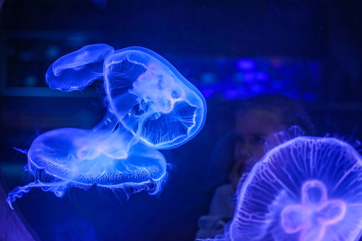 Jellyfish at the Aquarium of Lyon
