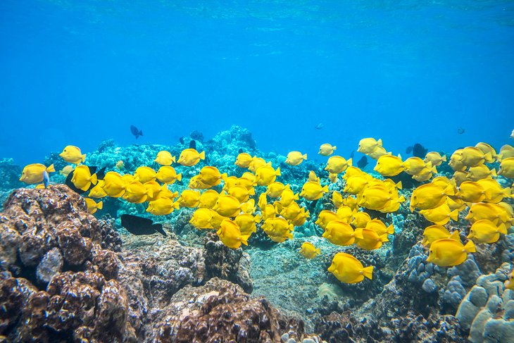 A school of yellow tangs off the coast of the Big Island