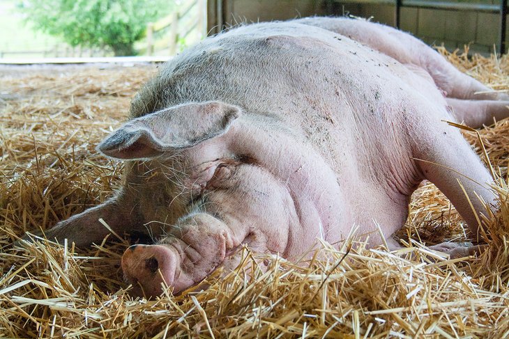 Sleeping pig at the Farm Sanctuary