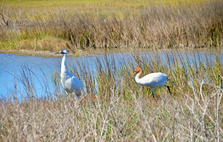 Whooping cranes in Rockport
