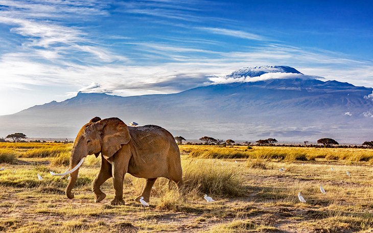 Elephant in Amboseli National Park, Kenya