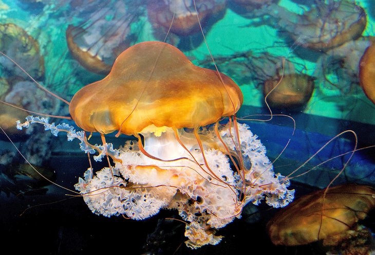Jellyfish at the Adventure Aquarium in Camden, NJ