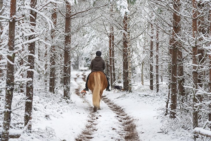 Horseback riding through the snow