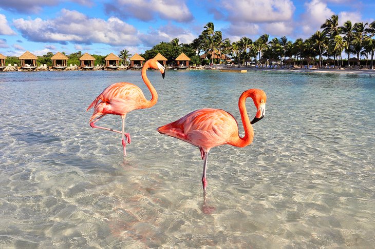 Pink flamingoes on Renaissance Island, Aruba